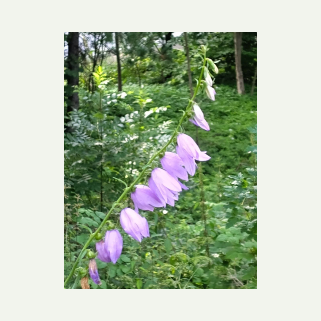 original photo I took in a Norwegian forest