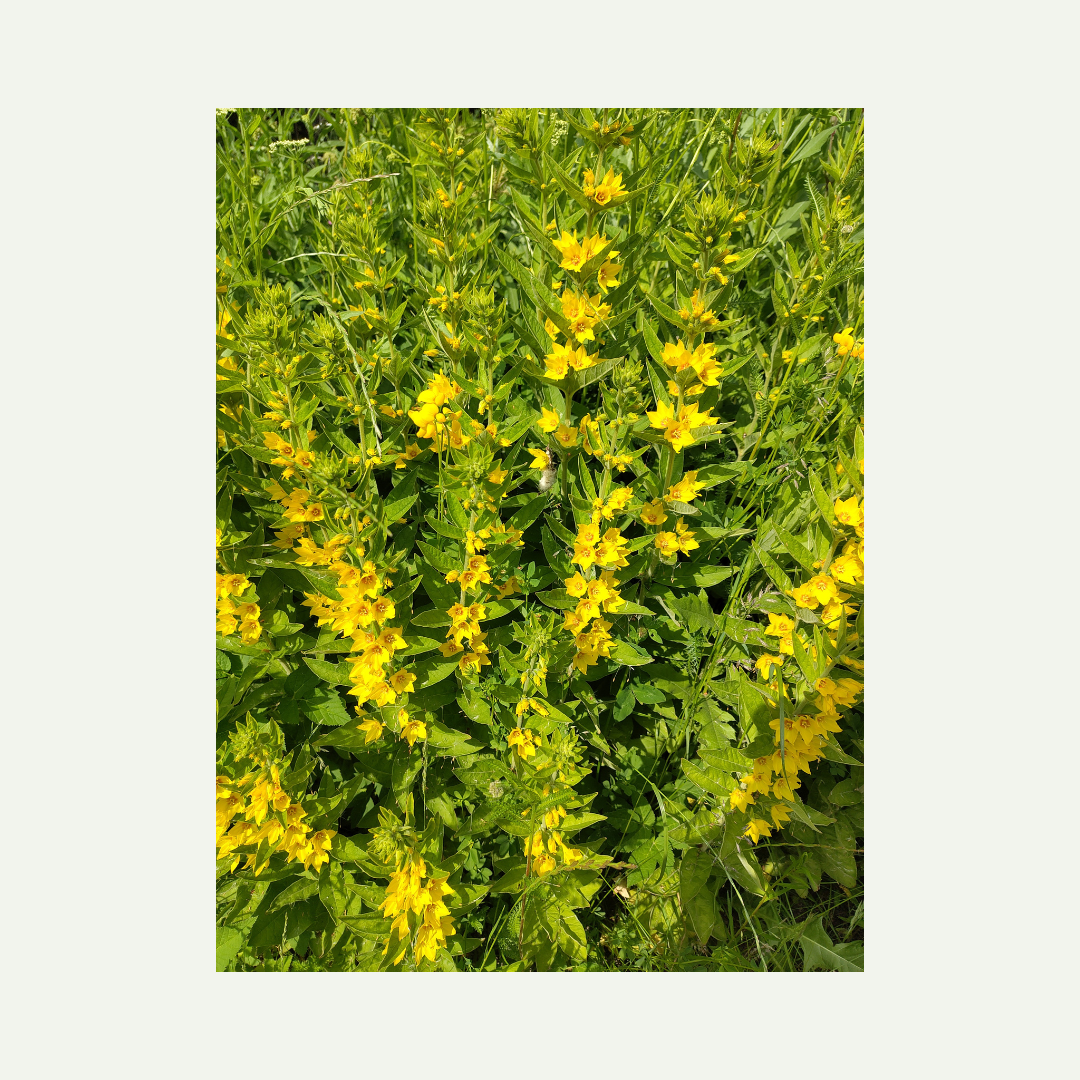 photo I took in my garden