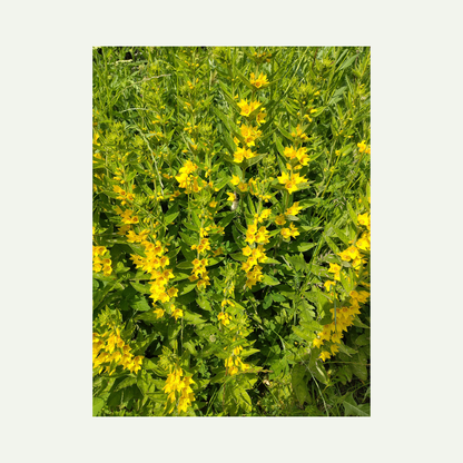 photo I took in my garden