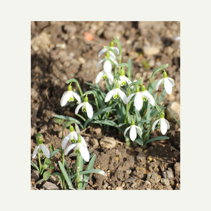 original photo I took during a walk