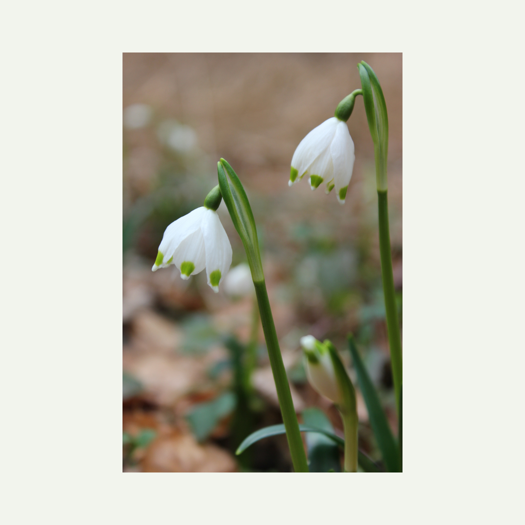 original photo I took during a walk